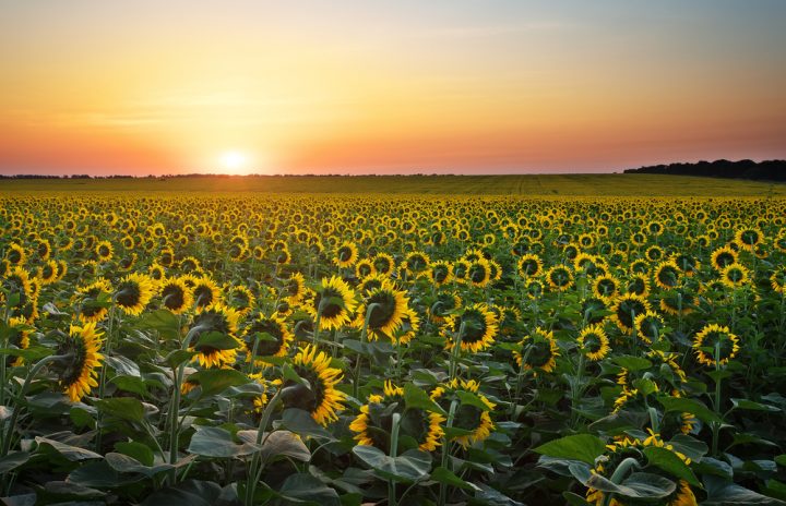 Sunflowers